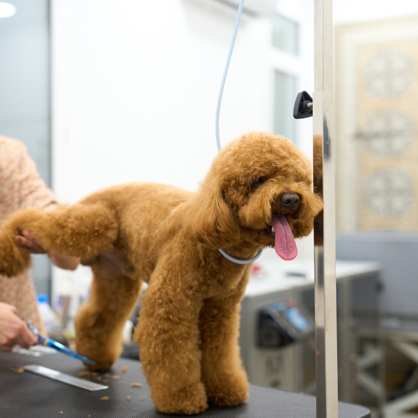 Zdjęcie na okładce dla Animal Care PSI FRYZJER Warszawa Wawer Strzyżenie i Pielęgnacja Zwierząt
